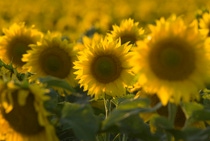 AR Girasol AR Girasol