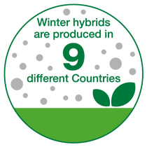 Winter hybrids ared produced in 9 different countries