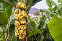 Árbol de banano con un montón de bananos amarillos maduros en crecimiento, fondo de selva tropical de plantación; Identificación de Shutterstock 376905205; orden_compra: a seguir; puesto:GERENTE DE COMUNICACIÓN; cliente:BASF ITALIA SPA