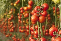 Plantacion de tomate rojo BASF Colombia Plantacion de tomate rojo BASF Colombia