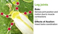 A chart that labels chordotonal organs on microscopic images of an insect and explains the effects of Axalion® insecticide.