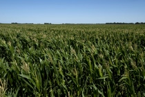 Campo de cultivo de maní