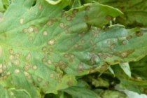 Folha com septoriose plantação de tomate