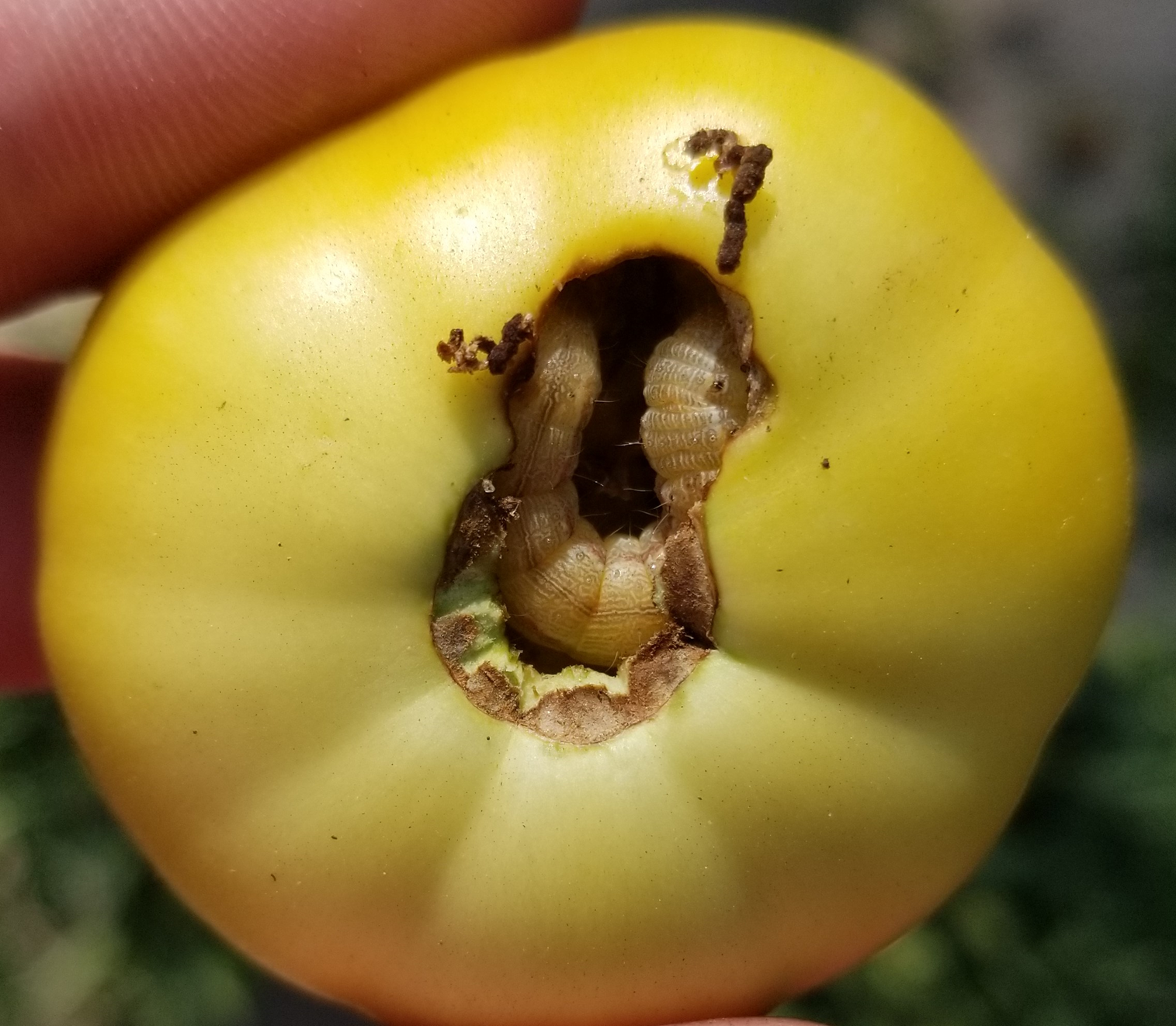 Earworm in tomato Earworm in tomato