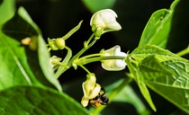 Soy plant blossom with bee