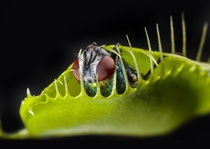 Venus flytrap - dionaea muscipula with trapped fly Venus flytrap - dionaea muscipula with trapped fly