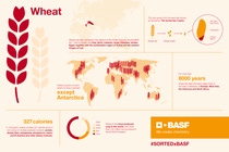 Infographic with interesting facts about wheat