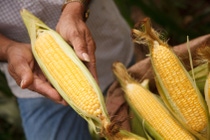 AR-cultivo-maiz (3) primer plano AR-cultivo-maiz (3) primer plano