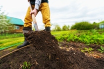 Gardener is digging soil with a shovel at spring green outdoors background.