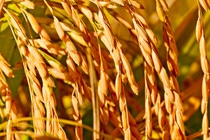 Campo de arroz protegido por el herbicida Aura de BASF Campo de arroz protegido por el herbicida Aura de BASF