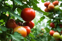 plant of tomato plant of tomato