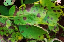 folha com pinta preta plantação de batata