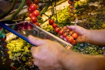 agricultura-digital-basf