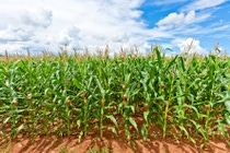 AR-cultivo-maiz (1) AR-cultivo-maiz (1)