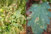 Folha com Oídio plantação de tomate