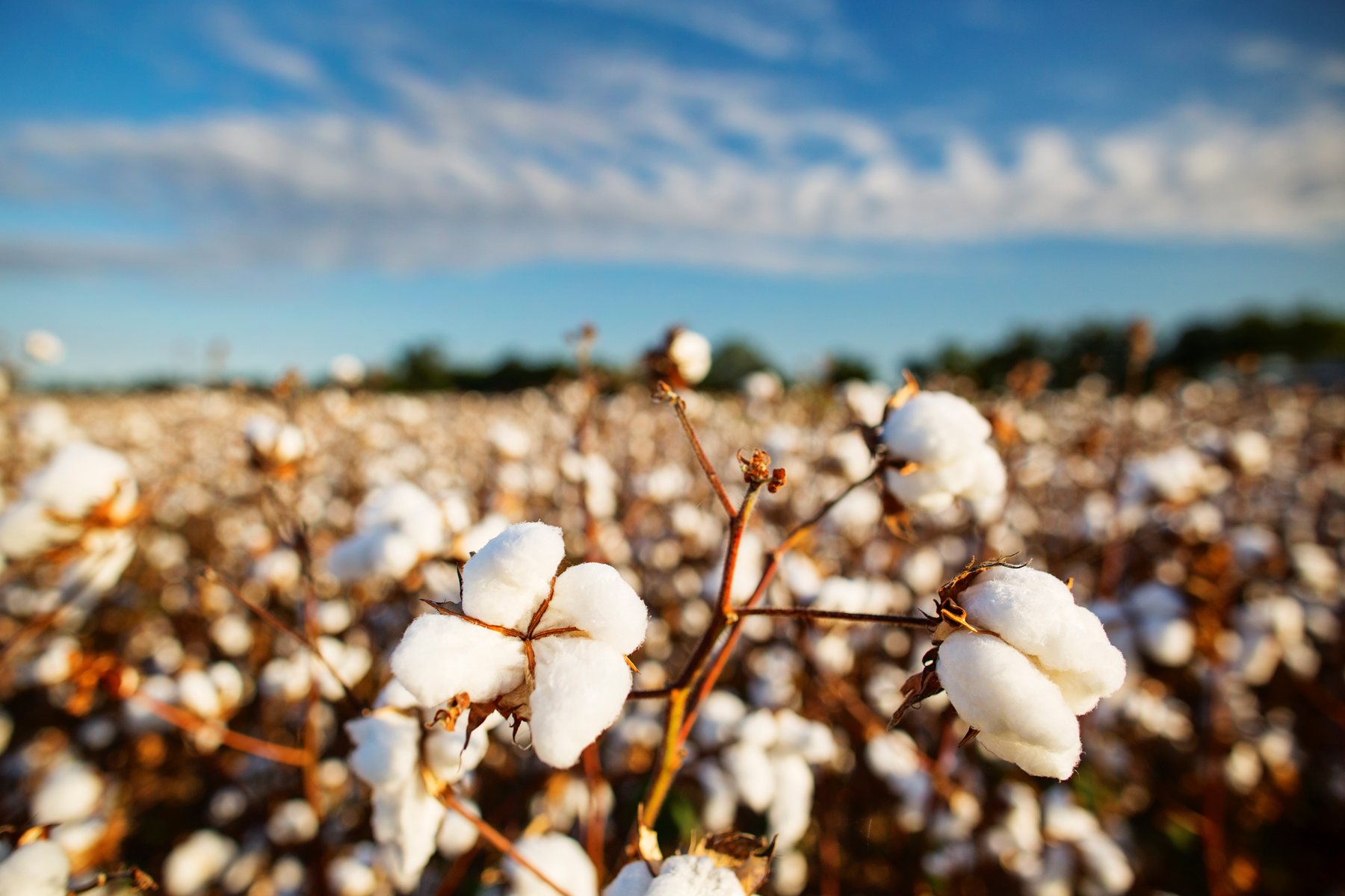 AR vista campo algodón AR vista campo algodón