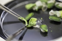 Soybean seedlings are being prepared for genetic transformation using an agrobacterium-mediated transformation method.  For this, one seed leaf, a so-called cotyledon, and the first expanding leaves are removed to expose the cells intended for DNA delivery. The explants are immersed in a solution containing   agrobacterium, a common soil bacterium that has developed the ability to cleanly transfer genetic material into plants. This process is one way to introduce favorable traits such as disease resistance into soybean.Sojabohnenkeimlinge werden für die gentechnische Transformation mithilfe sogenannter Agrobakterien vorbereitet. Um die Zellen freizulegen, die für den DNA-Transfer gedacht sind, werden ein Keimblatt  und die ersten Blättchen entfernt,. Die Sojastückchen werden in eine Lösung mit Agrobakterien getaucht. Dabei handelt es sich um gewöhnliche Bodenbakterien, die die Fähigkeit besitzen, Gene in die Erbinformation einer Pflanze zu übertragen. Auf diese Weise können sie gewünschte Pflanzeneigenschaften wie etwa Krankheitsresistenz in die Sojabohnen übertragen. 