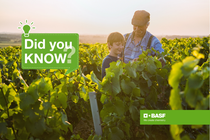 Older man and child standing on a vineyard Older man and child standing on a vineyard
