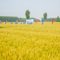 A picture of BASF employees standing on an acre